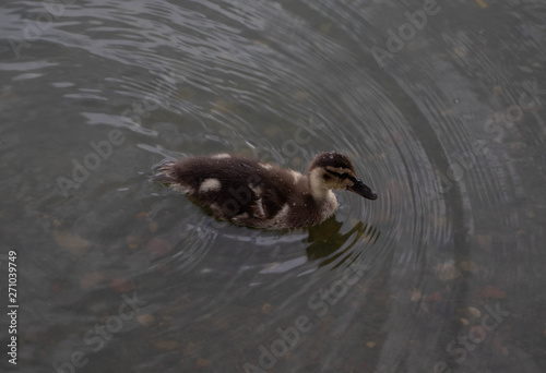 duckling in water © Lindevior