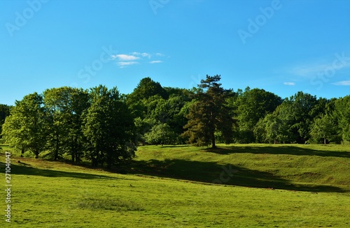 a hilly area with green grass and forest