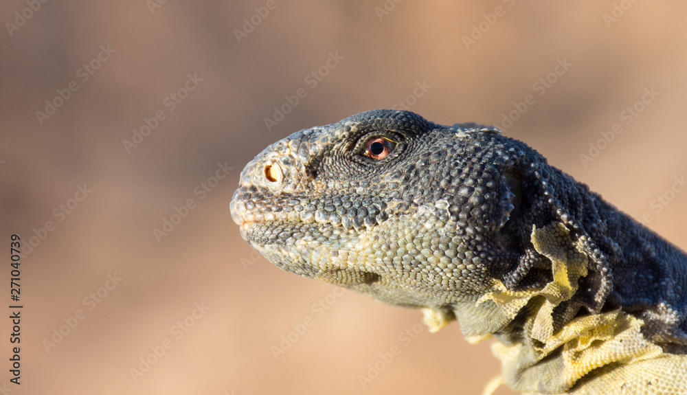 Uromastyx aegyptia