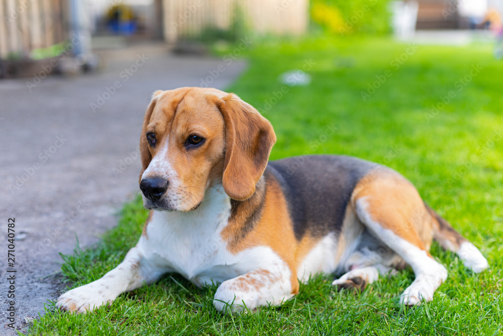 Cute tricolor beagle puppy