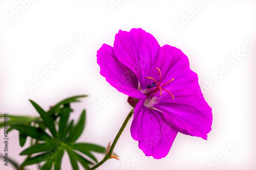Bloody cranesbill