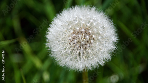 Pusteblume