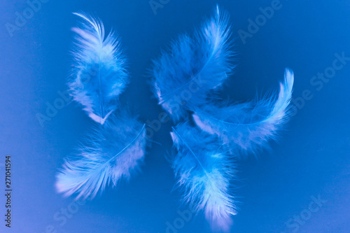Beautiful texture abstract color white gray blue and purple feathers on blue background pattern and wallpaper