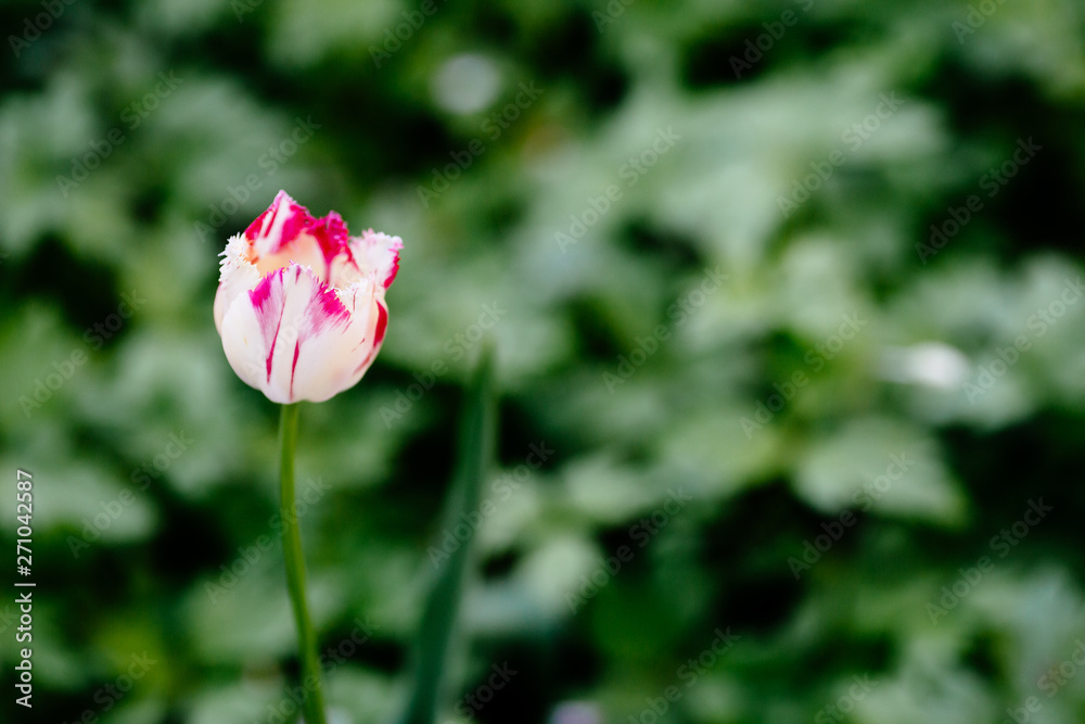 Tulip with white and pink petals on a background of greenery