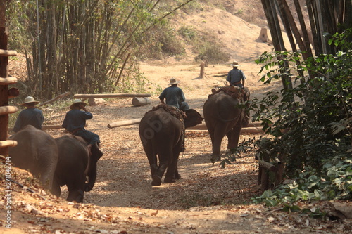 elephants in park