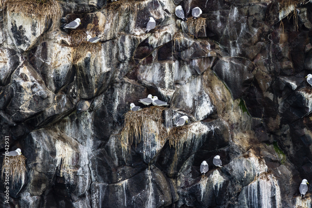 Gulls sitting on the nests. Colony of seagulls on the rock, Kamchatka Peninsula, nearby Cape Kekurny, Russia. Gulls sitting on the nests. Colony of seagulls on the rock, Kamchatka Peninsula, nearby Cape Kekurny, Russia.