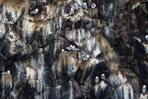 Gulls sitting on the nests. Colony of seagulls on the rock, Kamchatka Peninsula, nearby Cape Kekurny, Russia.