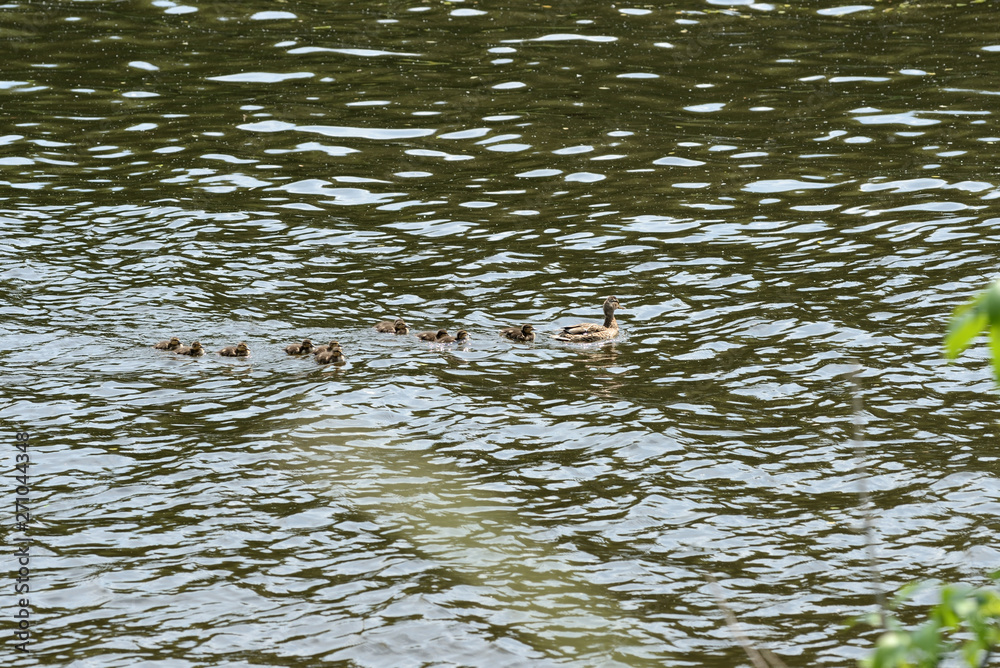 Duck with ducklings sailing on a river on a bright sunny day