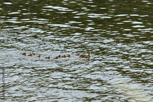 Duck with ducklings sailing on a river on a bright sunny day