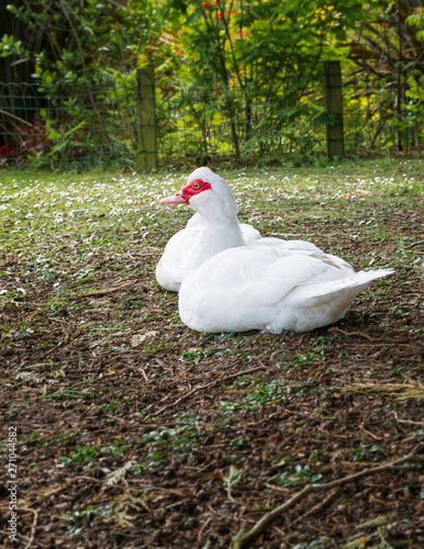 A Moscovy duck sat in a park in Cumbria. It's beady eye staring at the camera photo