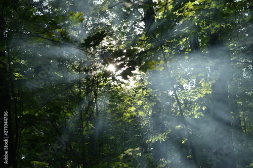 Khimki Forest