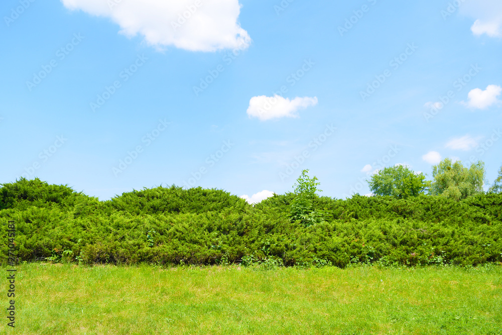 Direct view of the green grass and bushes far away in the garden. Summer landscape