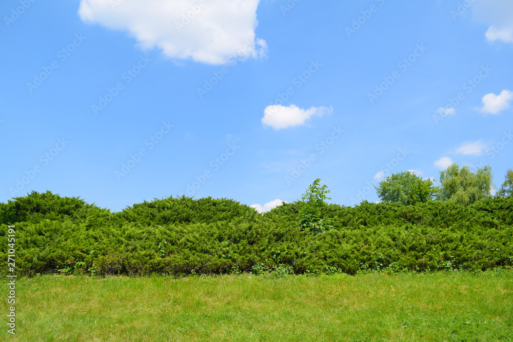 Direct view of the green grass and bushes far away in the garden. Summer landscape