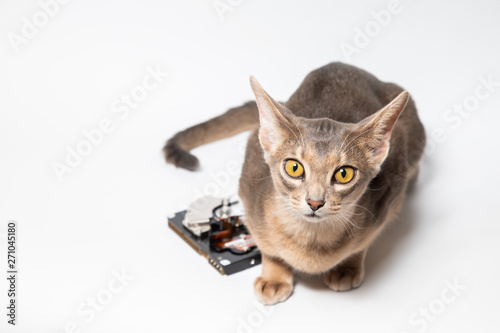 Hard drive disk and young blue abyssinian cat looking ahead 
