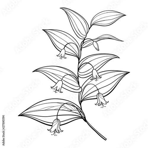 Branch of outline Streptopus or rose twisted stalk flower bunch and ornate leaves in black isolated on white background. photo