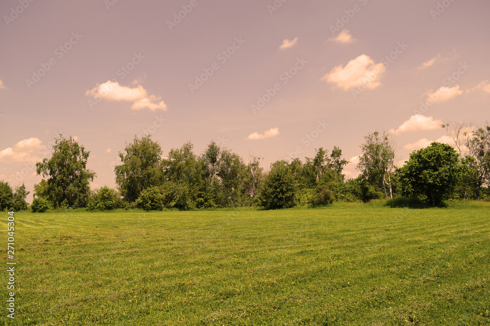 Direct beautiful view of green field and forest in the distance. Evening landscape.