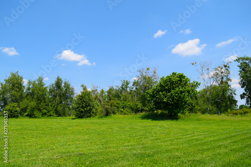Very beautiful summer green nature landscape in the garden.