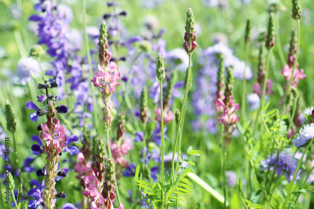 Close up of spontaneous spring pink and violet wild lupine flowers of a colorful rural field in full bloom. Nature background, soft focus and blur Close up of spontaneous spring pink and violet wild lupine flowers of a colorful rural field in full bloom. Nature background, soft focus and blur