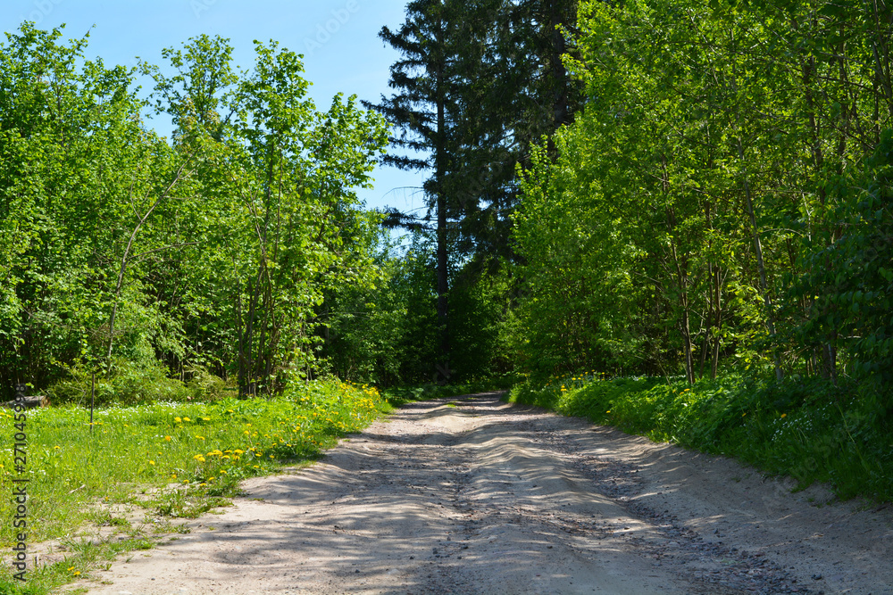 Obraz premium road in forest