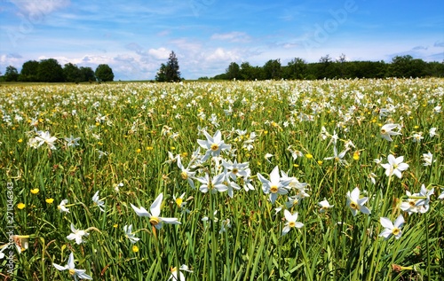 Fototapeta Naklejka Na Ścianę i Meble -  a field with many wild white daffodils
