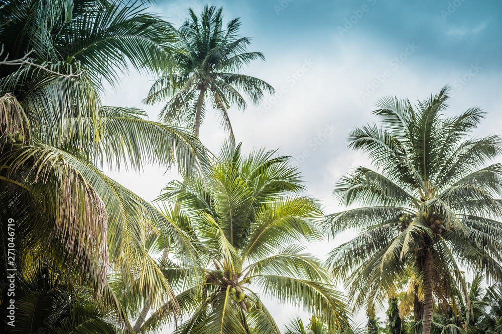 background image of tropical palm trees and blue sky
