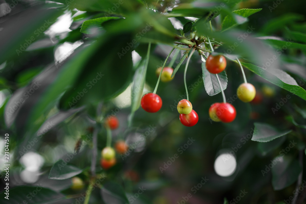 cherries hanging from a cherry tree branch. Selective focus on the cherries to allow for copy space if needed. Blur background