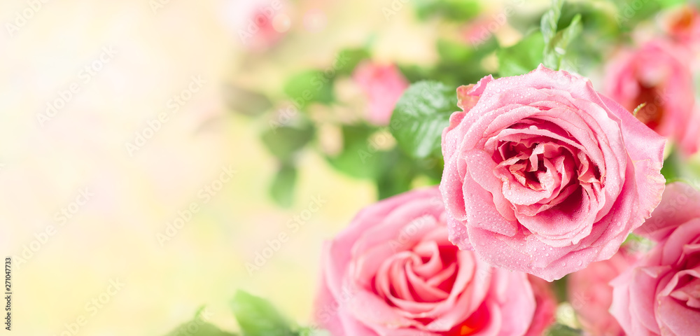 Beautiful pink roses flowers Beautiful pink roses flowers