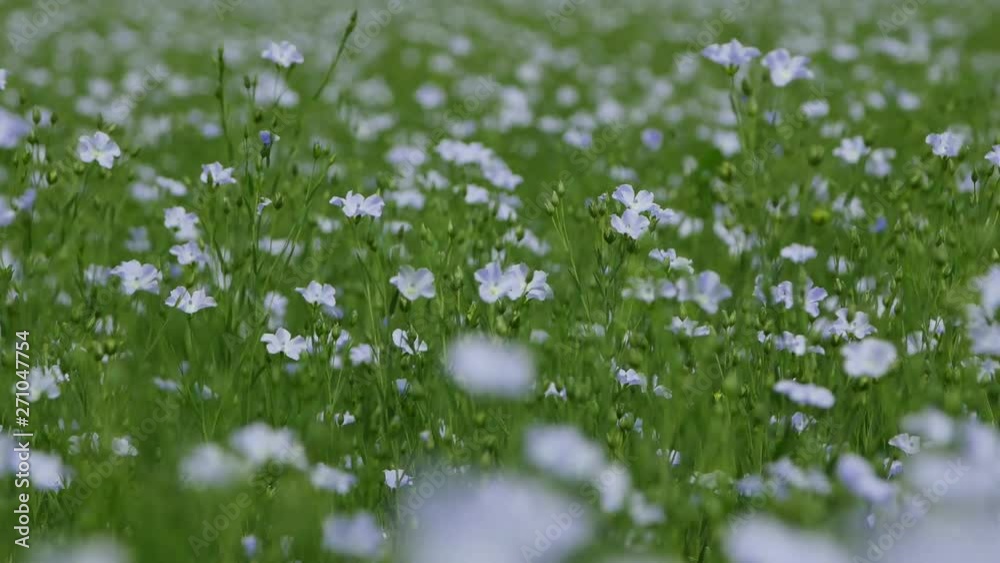 A flax field in bloom in Danube Delta