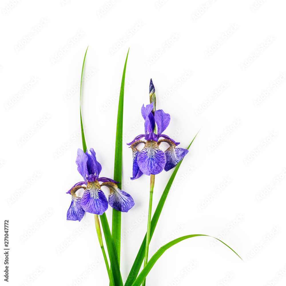 Blue iris flowers branch