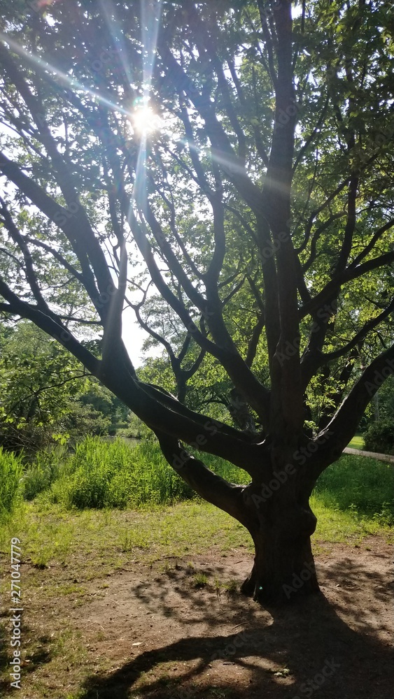 tree in forest