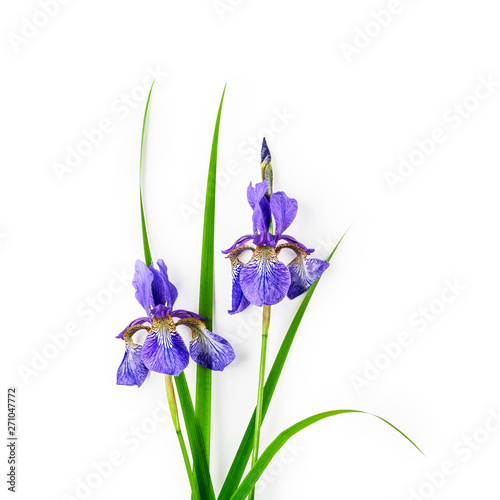 Fototapeta Naklejka Na Ścianę i Meble -  Blue iris flowers branch