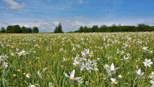 Fototapeta Naklejka Na Ścianę i Meble -  a glade of wild white daffodils