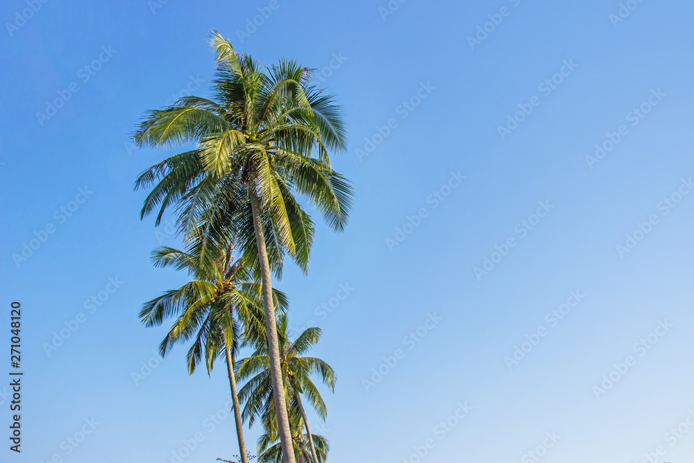 Palm trees and the sky bright on beautiful tropical beach at Koh Kood island Trat province Thailand.