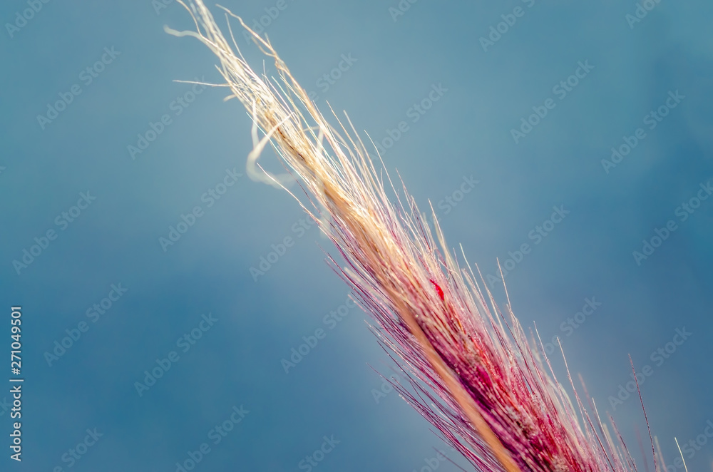 Purple bristlegrass against a clear blue sky. Macro shot. Purple bristlegrass against a clear blue sky. Macro shot.