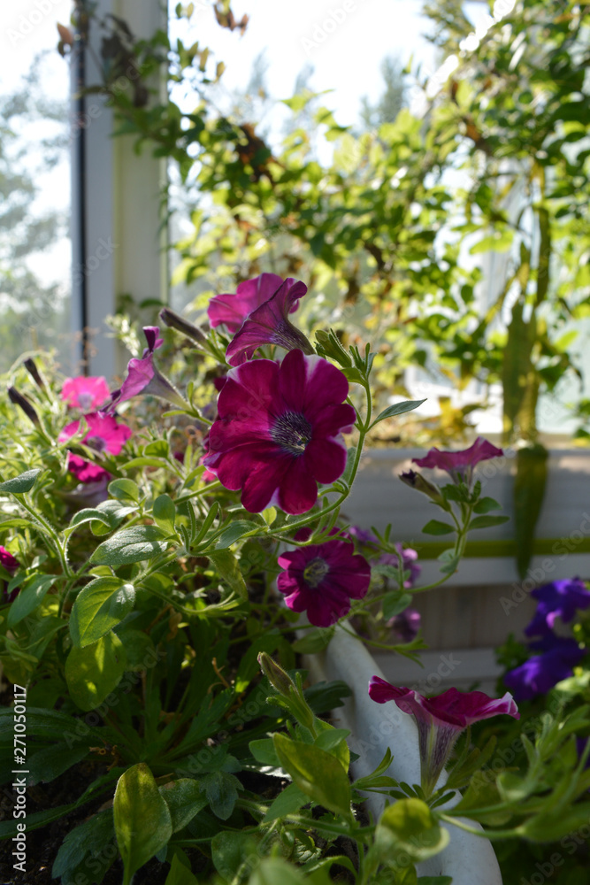 Perfect garden on the balcony. Blooming petunia grows in flower pot. Home greening.