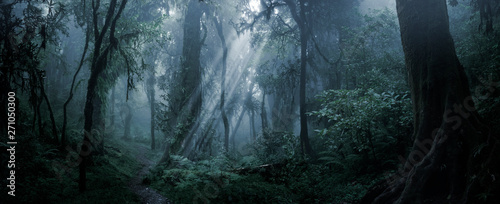 Foto Deep tropical forest in darkness