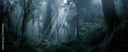 Panel kuchenny z motywem Deep tropical forest in darkness