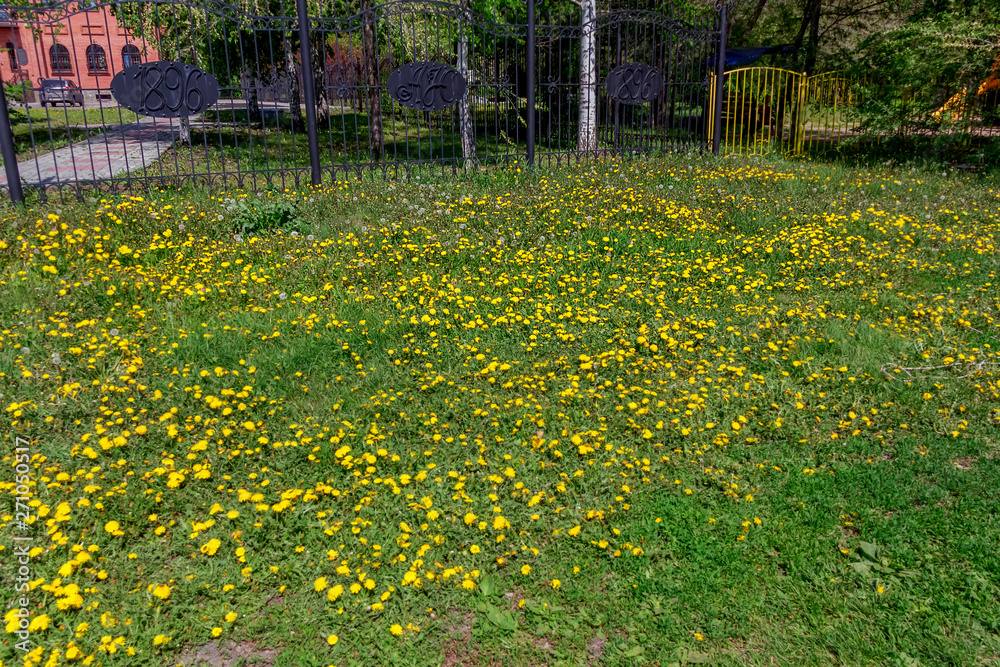 Obraz premium yellow flowers in the park