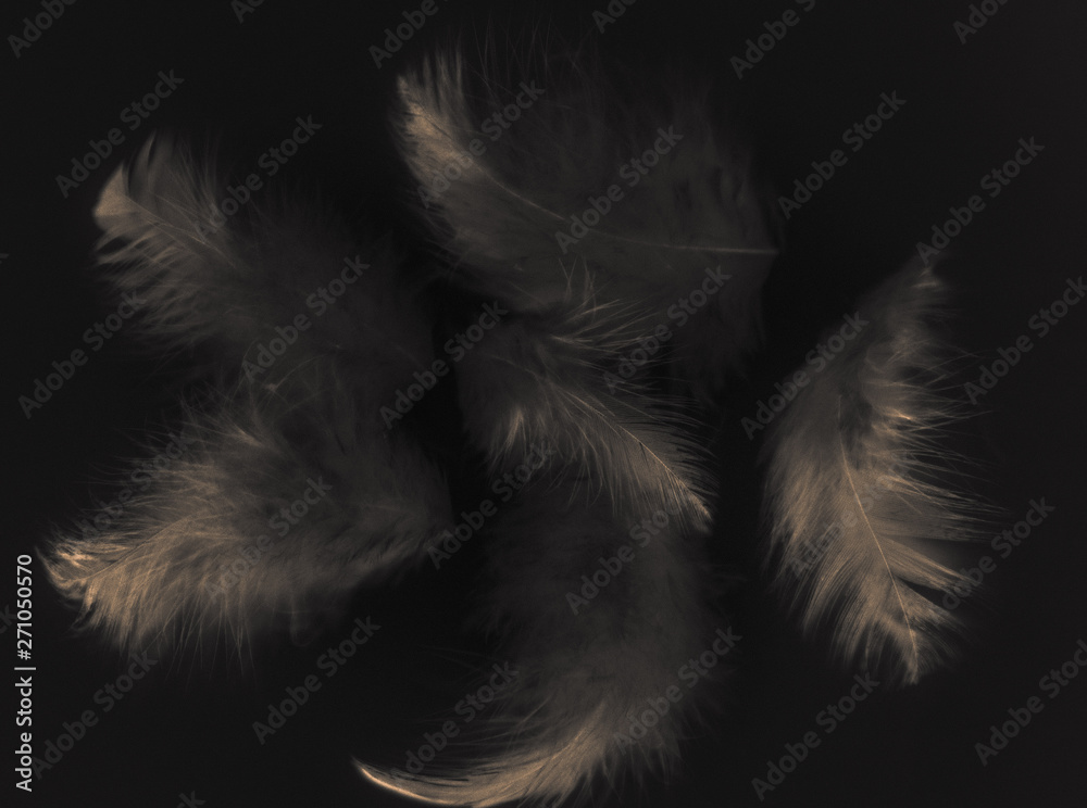 Obraz premium Beautiful abstract color white gray and light pink feathers isolated on black background pattern and wallpaper