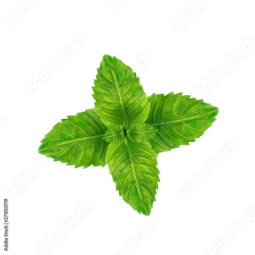 Fresh mint for decoration, vector menthol.