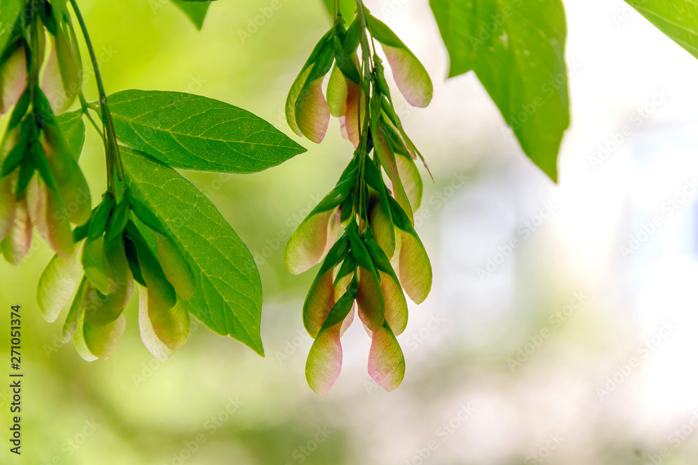 Fototapeta premium green leaves of a tree