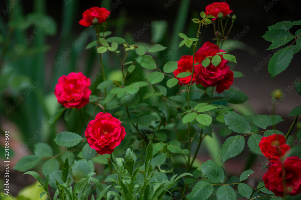 Garden with bushes of very beautiful and fragrant red roses Garden with bushes of very beautiful and fragrant red roses