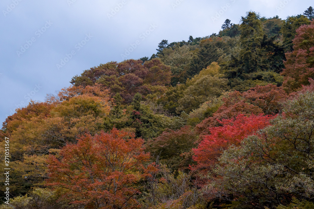 Beautiful view of colorful trees on the mountain. Autumn nature landscape. Beautiful view of colorful trees on the mountain. Autumn nature landscape.