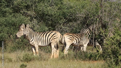 Plains zebras (Equus burchelli) in natural habitat, Mokala National Park, South Africa