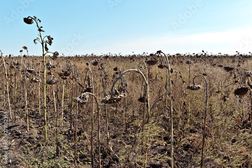 Agricultural field of dry ripe sunflower ready for harvest