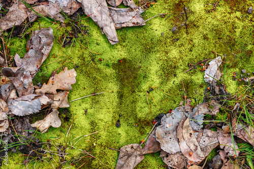 The natural forest background with vibrant green moss and dry fallen leaves of oak