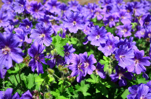 Blaue Geranium-Bl  ten