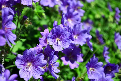 Blaue Geranium-Blüten