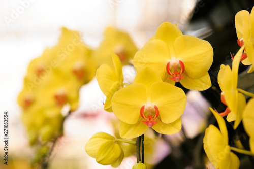 Beautiful yellow orchid flowers bloom in the summer
