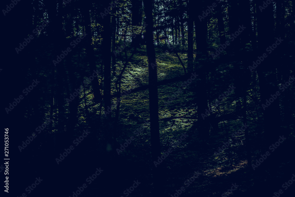 Obraz premium Forest